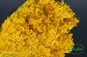 Broom galben - Img 2