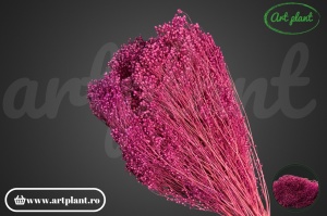 Broom mov filder (G) - Img 2