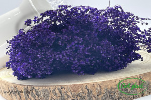 Broom Purple
