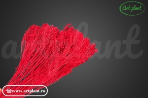 Broom Roșu Rubin