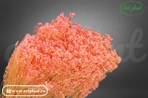 Broom roz somon