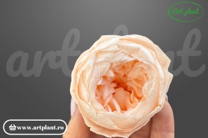 Bujori Criogenați Light Peach Pea89