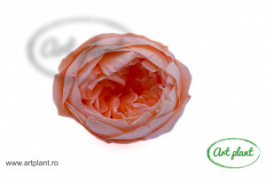 Bujori Criogenați Peach Pea99