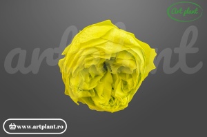 Bujor stabilizat natural din Ecuador, diametru 5 cm, înălțime 4 cm, 1 bucată