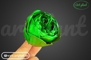 Bujori Criogenați Verde Inchis Gre02 - Img 1
