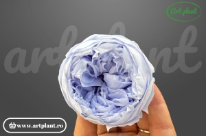 Bujori Criogenați Violet Vio89