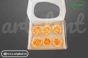 Buttercup Stabilizat peach din Ecuador, Ø 4–4.5 cm • Înălțime 3–3.5 cm, 6 buc