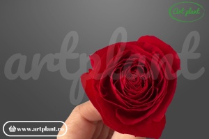 Buttercup Stabilizat Rosu