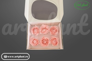 Buttercup Stabilizat roz deschis din Ecuador, Ø 4–4.5 cm • Înălțime 3–3.5 cm, 6 buc