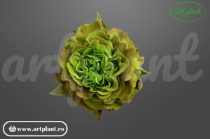 Cabbage Rose