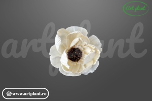 Cap anemonă sola dublă 6 cm cu petale pe două niveluri și centru brun, floare decorativă din lemn de sola
