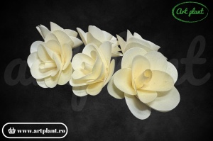 Detaliu cap de begonie natural uscat handmade, variații de formă și culoare