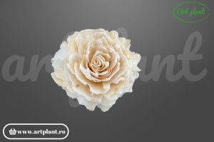 Cap bujor sola 10 cm cu petale dense stratificate, floare decorativă albă din lemn de sola