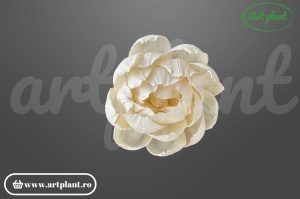Capete Bujori Sola 10 cm