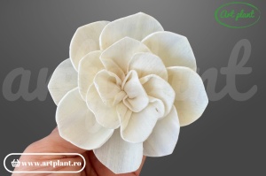 Capete camelie sola 8cm