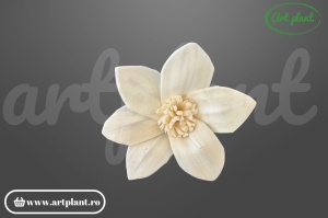 Cap crin Star Gazer sola 6 cm cu petale recurvate, floare decorativă exotică din lemn de sola