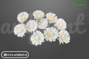 Cap floarea soarelui sola 6 cm cu petale alungite și centru brun, floare decorativă din lemn de sola
