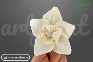 Capete magnolie stelata sola 8 cm
