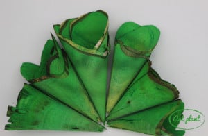 Conuri din lemn verde inchis .6 buc