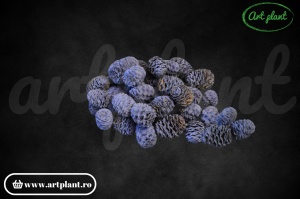 Conuri meridianum mov