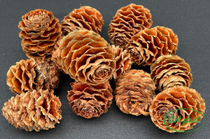Conuri sabulosum