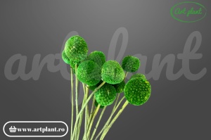 Craspedia Verde