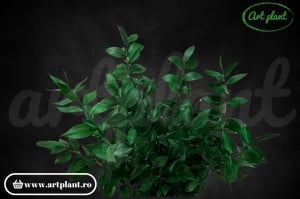 Crenguţe de ruscus verde - Img 2