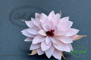 Dalia Criogenata Roz Pal Pin04