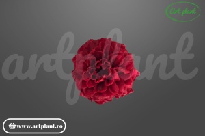Dalie Mini Roșu Închis stabilizată cap de floare 3-4 cm fără codița – Art Plant