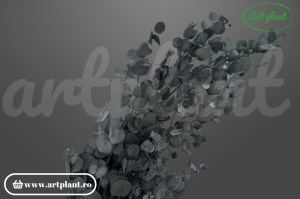 Eucalipt Cinerea Verde stabilizat – buchet 130-150 g – Art Plant