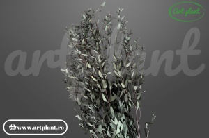Eucalipt Parvifolia Green