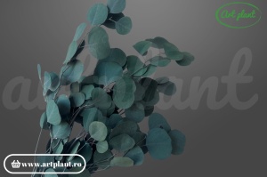 Eucalipt Populus Blue-Green
