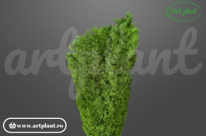 Feriga criogenata ming verde