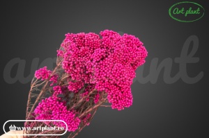Floare de Orez Criogenata Fuchsia - Img 3
