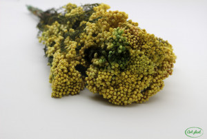 Floare de Orez Criogenata Galbena