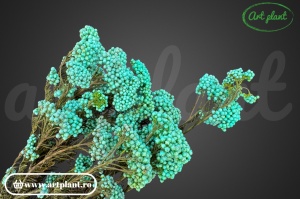 Floare de Orez Criogenata Turquoise - Img 1