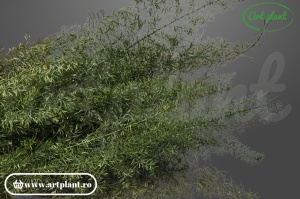 Foxtail Green - Img 3