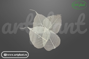 Frunze voal uscate crem, 50 buc, pentru bijuterii florale handmade și decoruri florale – ArtPlant Romania