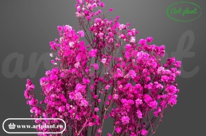 Gypsophila criogenată Hot Pink