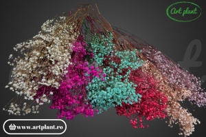 Gypsophila Criogenată Rosu - Img 2
