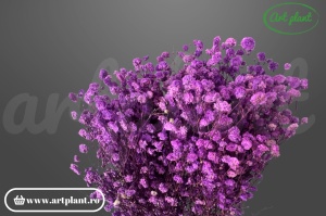 Gypsophila Mov-Lila criogenată, buchet 100-130g, nuanță mov-lila bogată pentru aranjamente boho și romantice