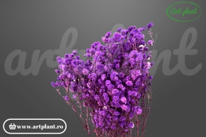 Gypsophila Mov