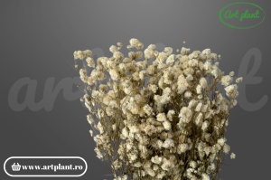 Gypsophila Natural