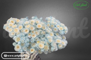 Helichrysum Italian Albastru Deschis
