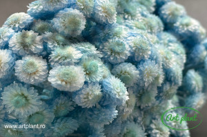 Helichrysum italian blue turchese - Img 3