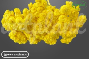 Helichrysum Italian Galben uscat, floare naturală