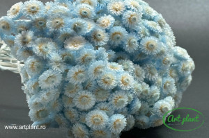 Helichrysum Italian Light Sky - Img 1