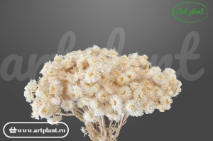 Helichrysum italian white
