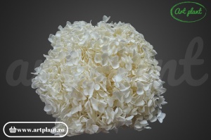 Hortensie Alb-Crem - Img 4