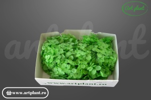 Hortensie apple green - Img 2
